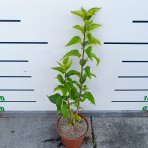 Orgován obyčajný (Syringa vulgaris) ´PRINCE WOLKONSKY´ - výška 40-60 cm, kont C2L